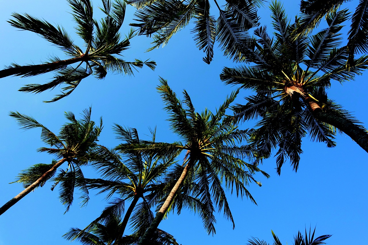 palm trees sky blue free photo