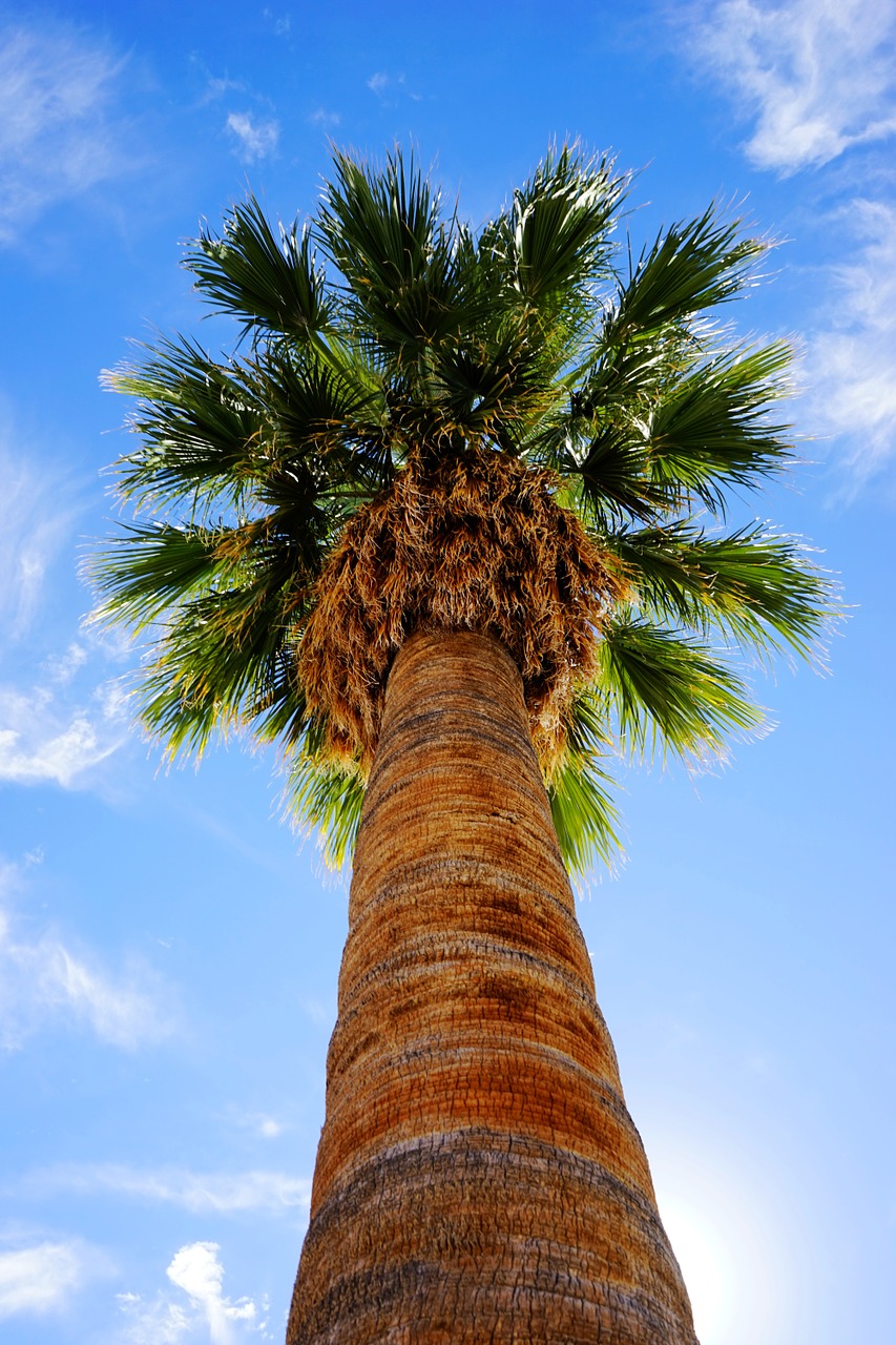 palm trees summer sunshine free photo