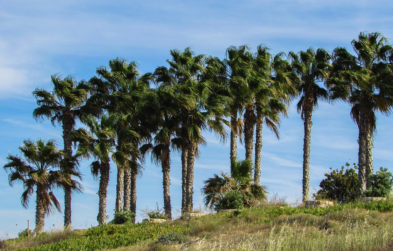 palm trees garden hotel free photo