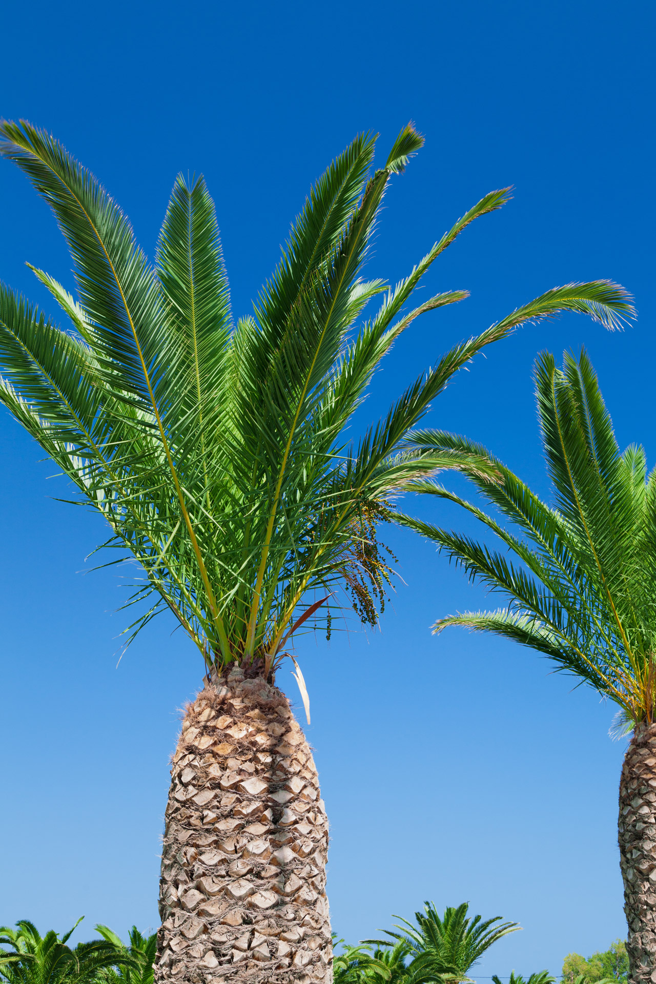 tropical blue sky free photo