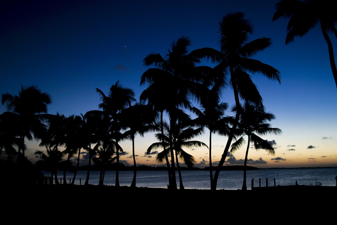 palm trees sunset palm free photo