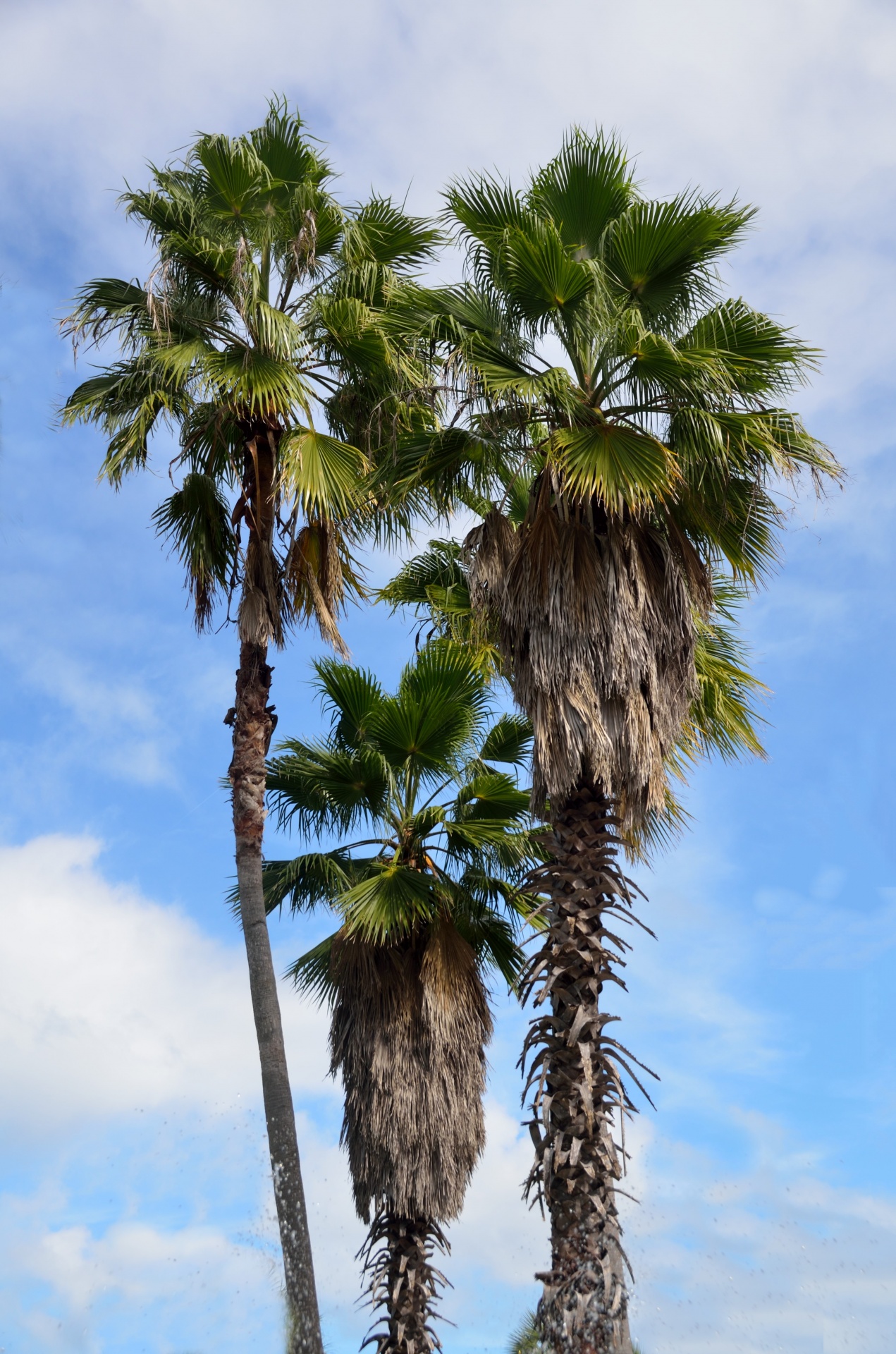palm trees tree palm free photo