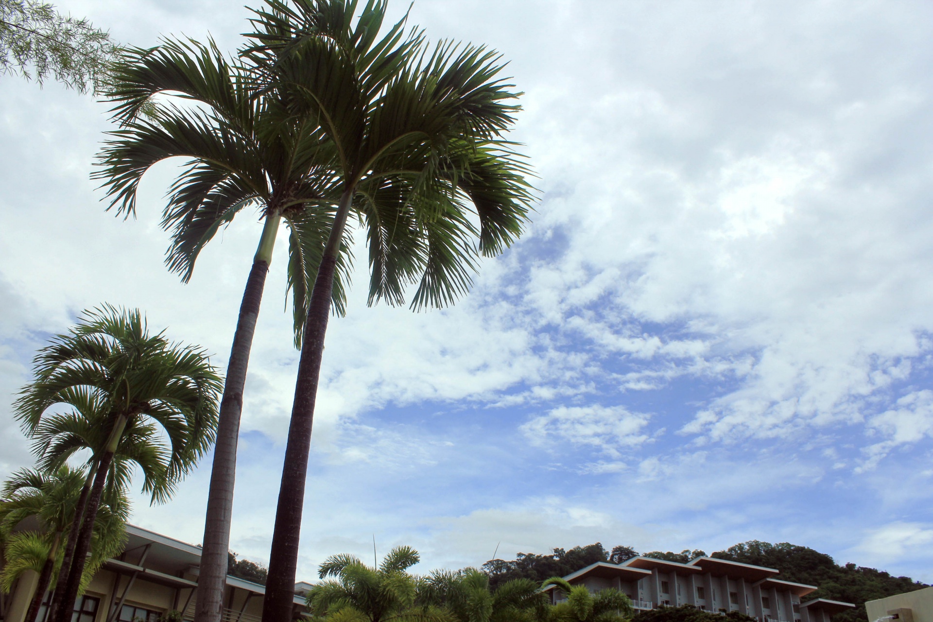 palm trees tree sky free photo