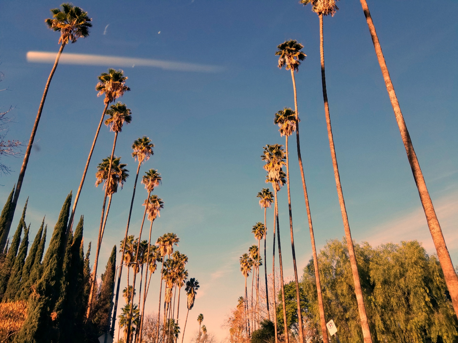 palm tree trees blue sky free photo