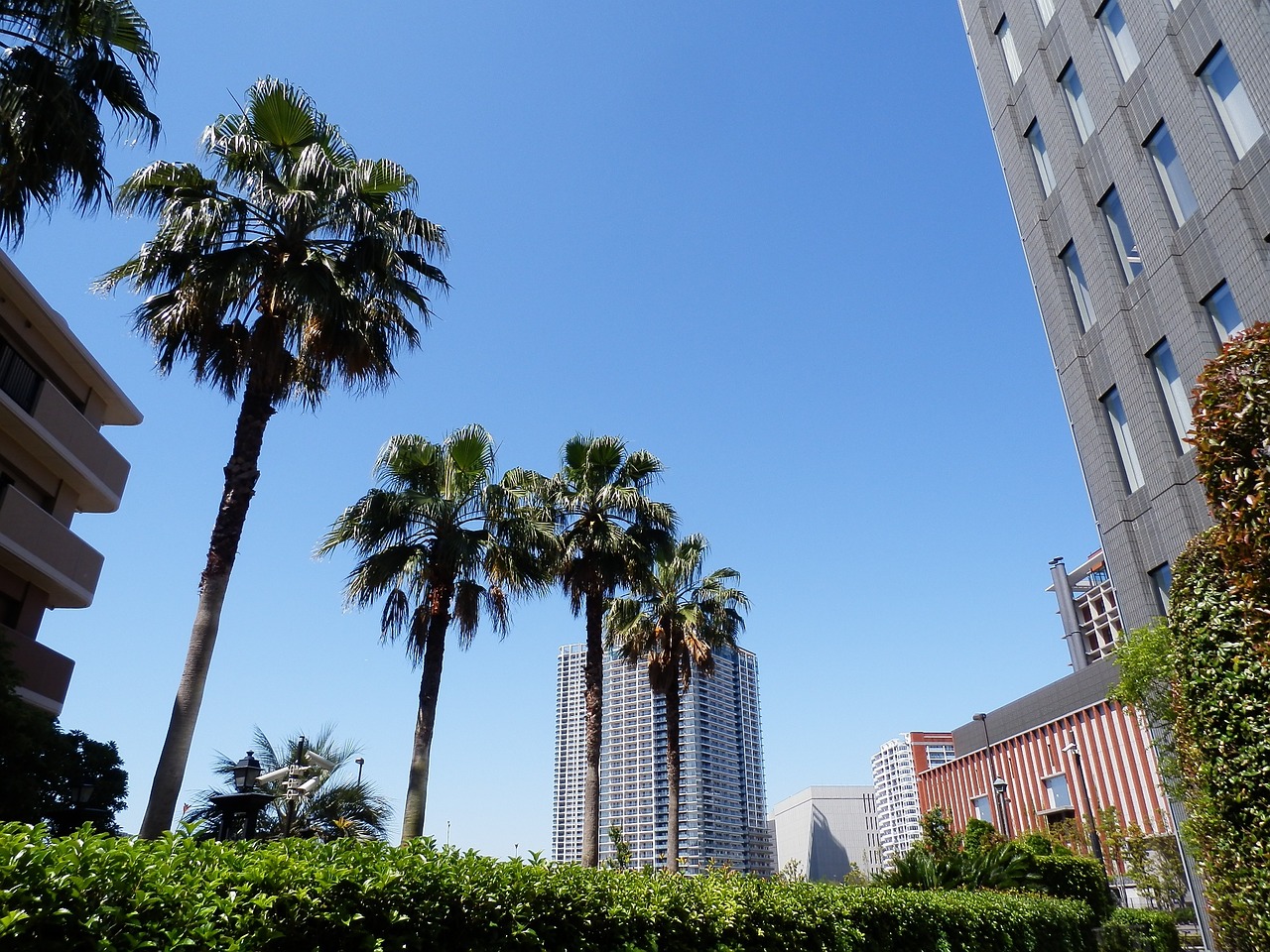 palm trees tokyo summer free photo