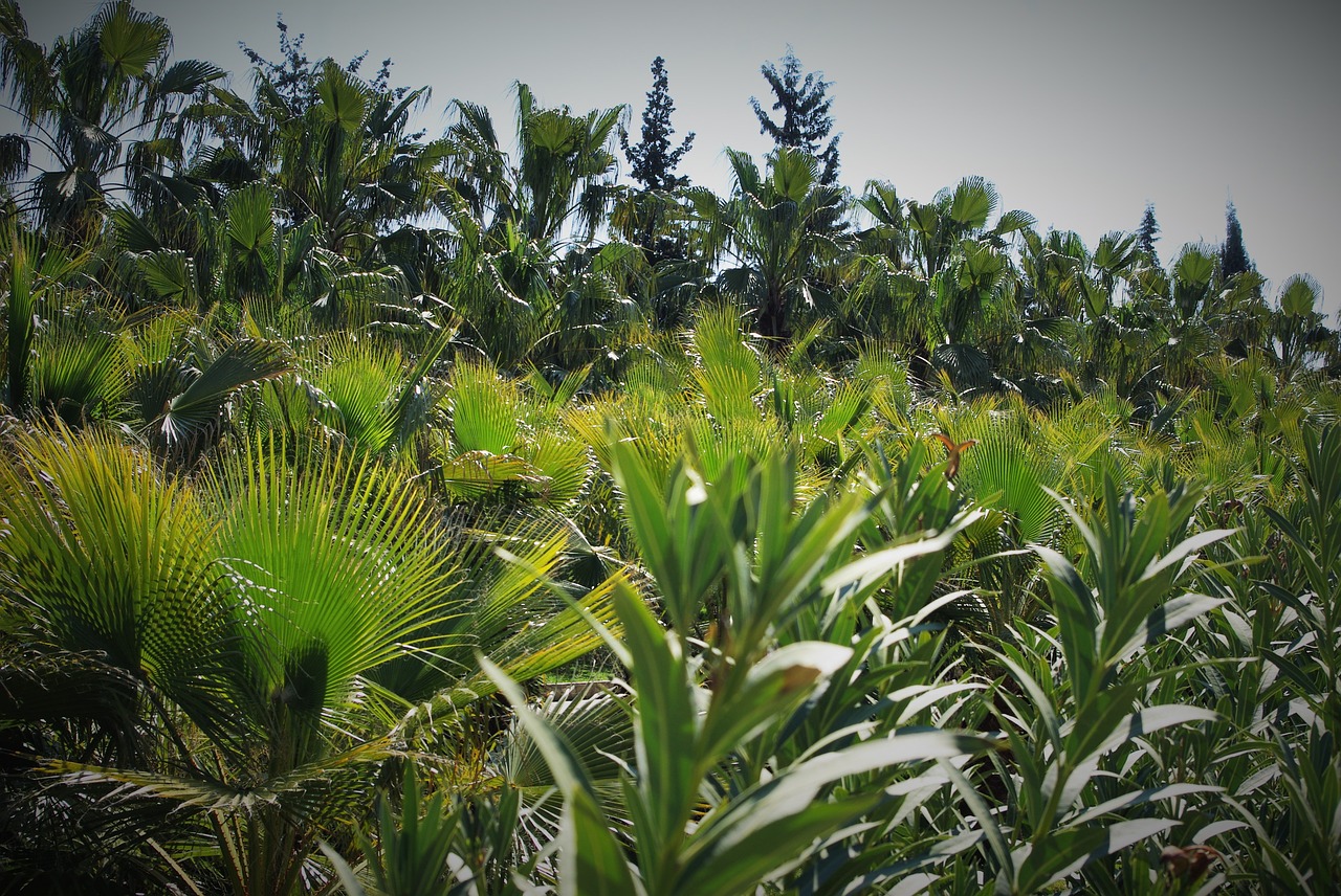 palm trees park plant free photo