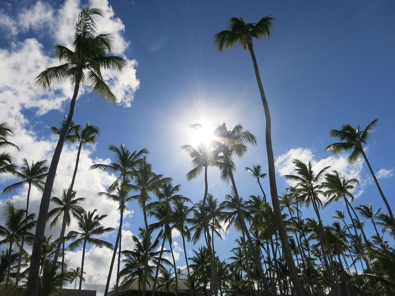 palm trees caribbean dominican republic free photo