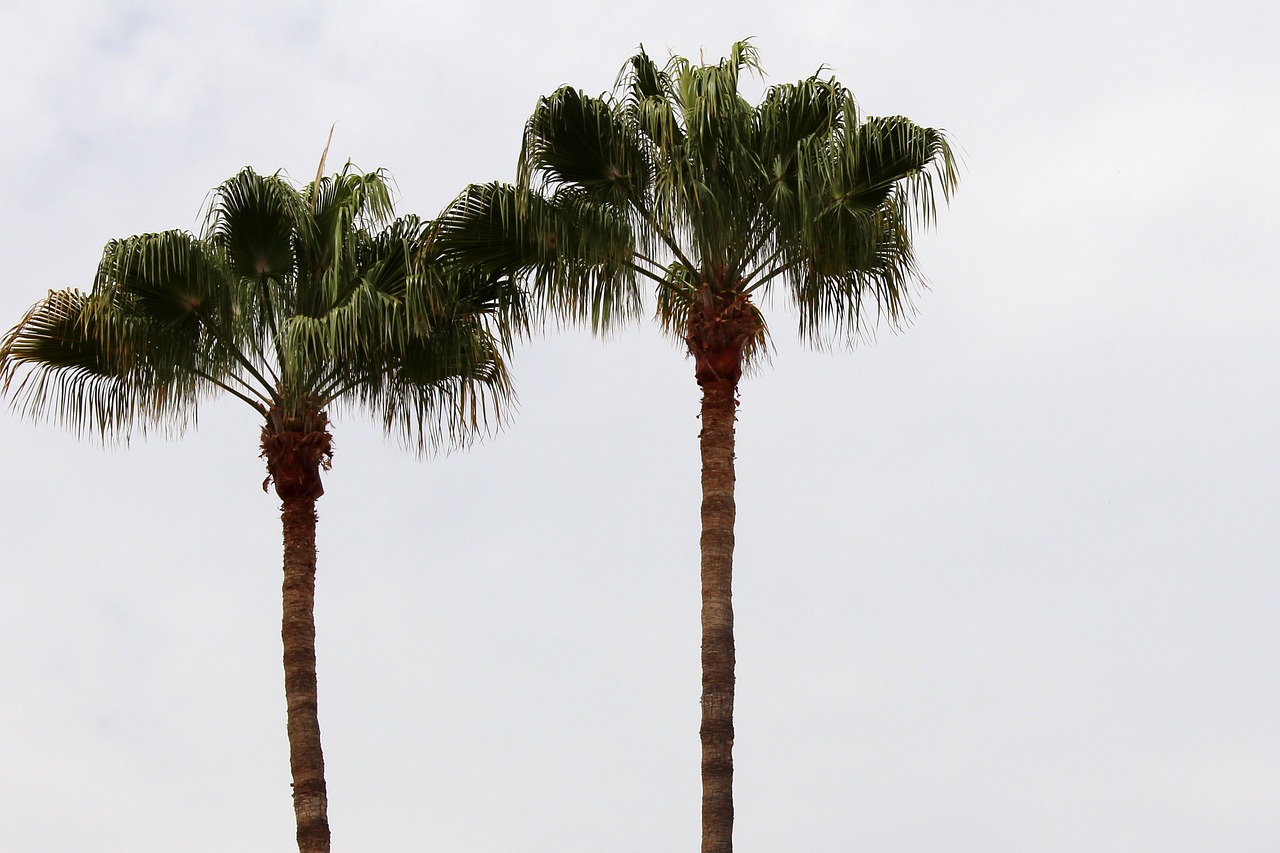 palm trees background sky free photo