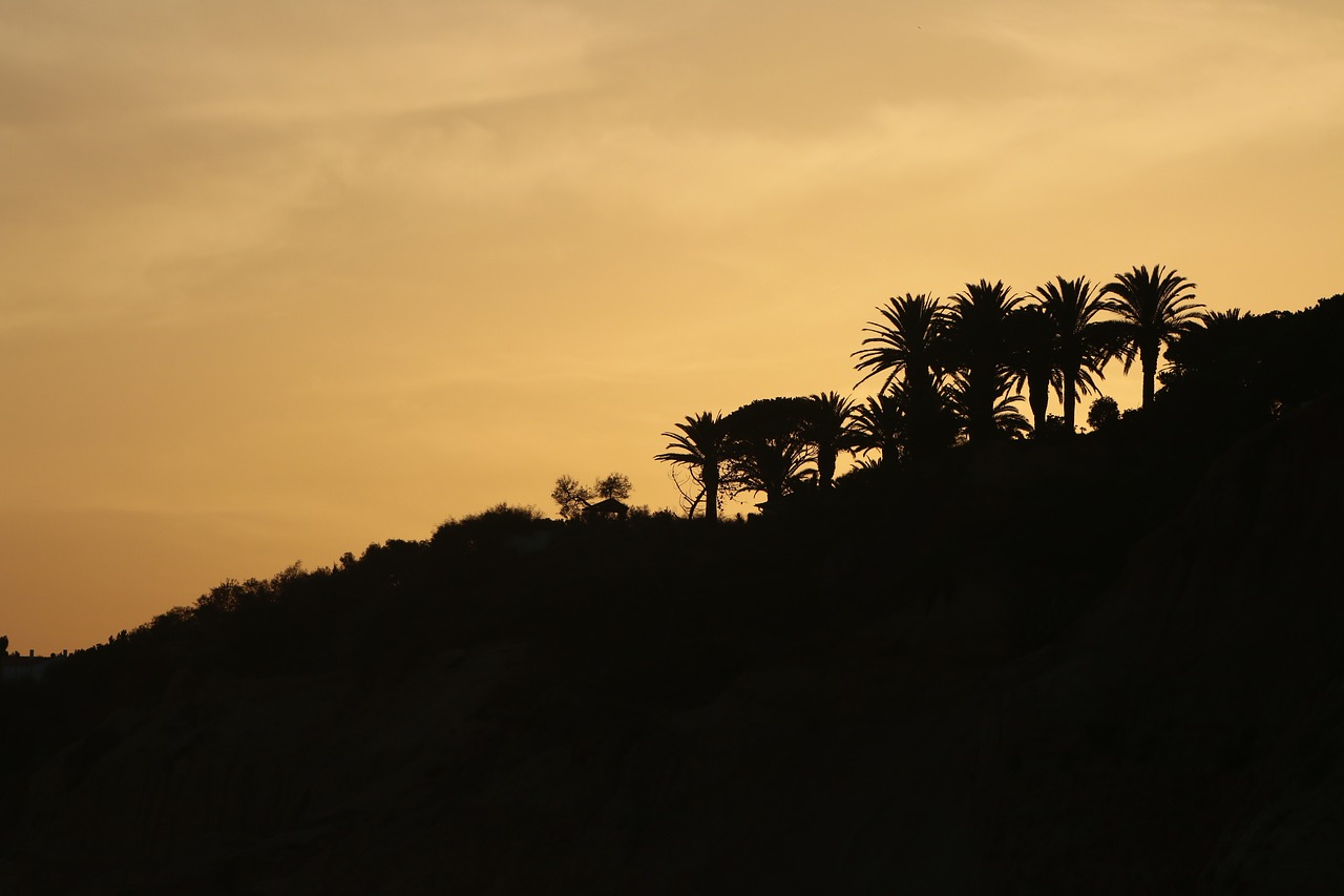 palm trees nature beach free photo