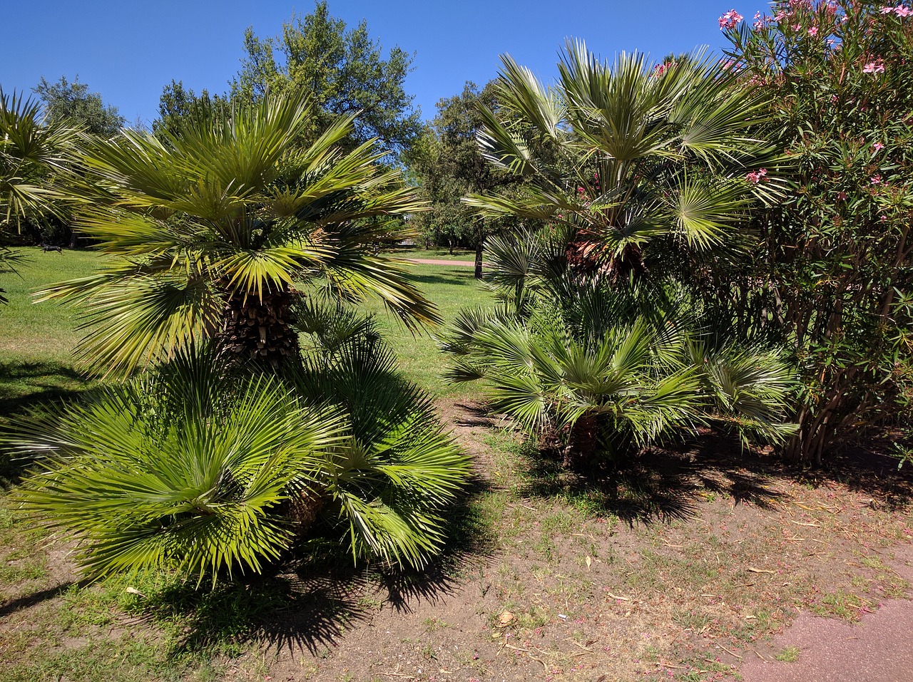 palm trees park meadow free photo