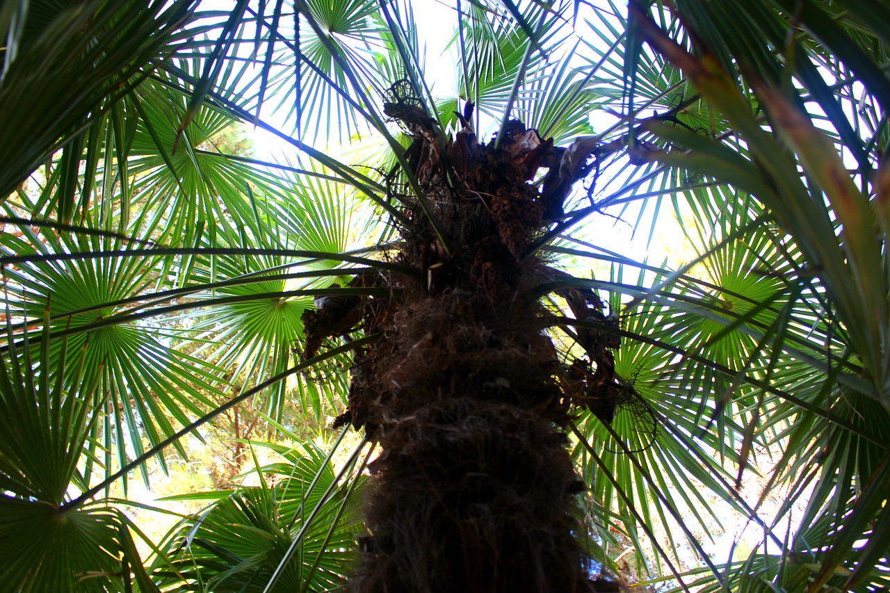 palm trees plant palm leaf free photo