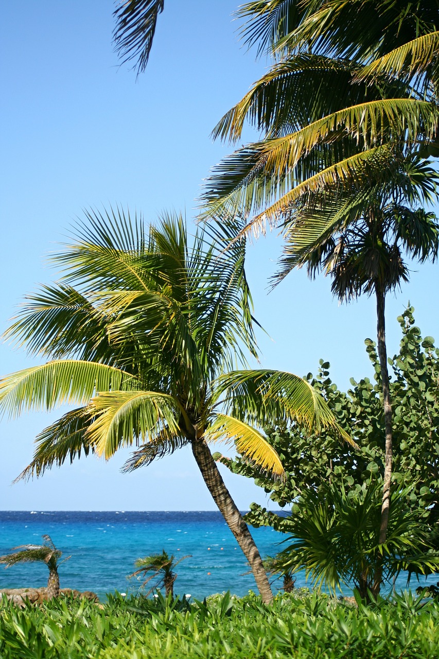 palm trees beach beautiful beach free photo