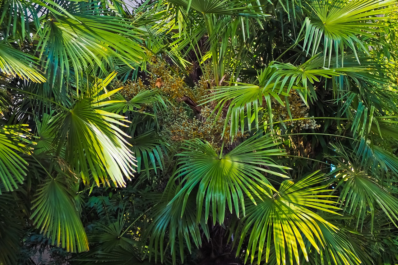 palm trees jungle nature free photo