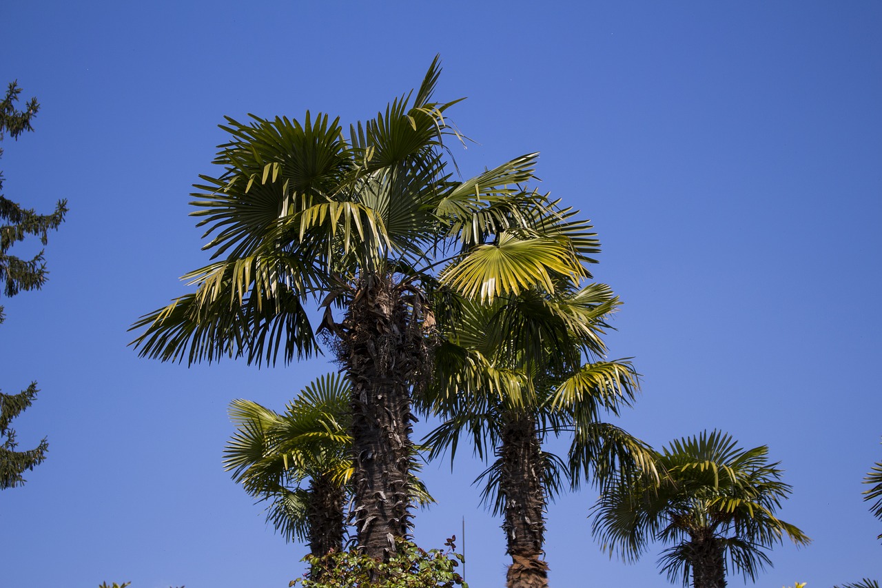 palm trees sky plant free photo