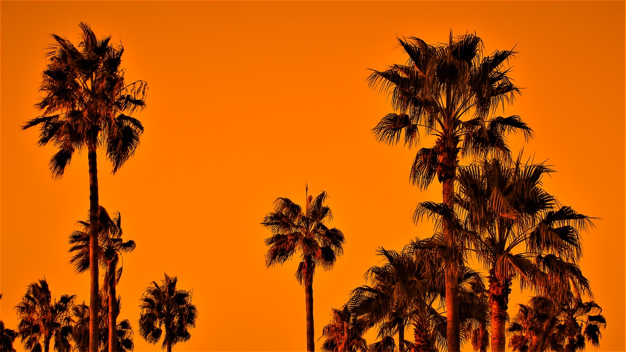 palm trees sunset sky free photo