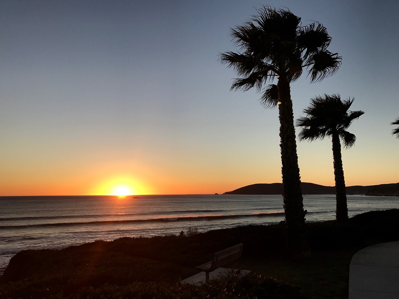 palm trees sunset ocean free photo