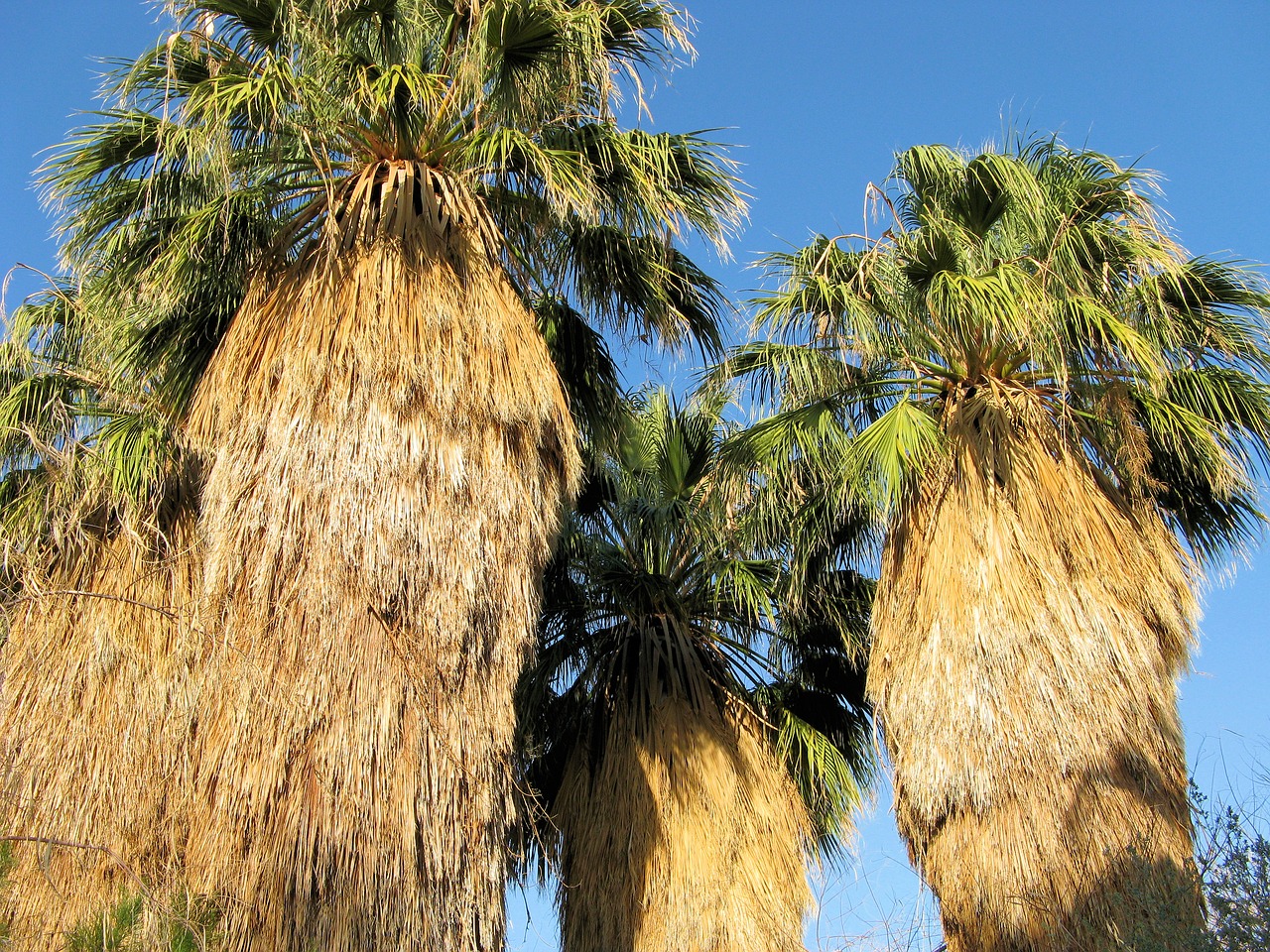 palm trees palms tropical free photo