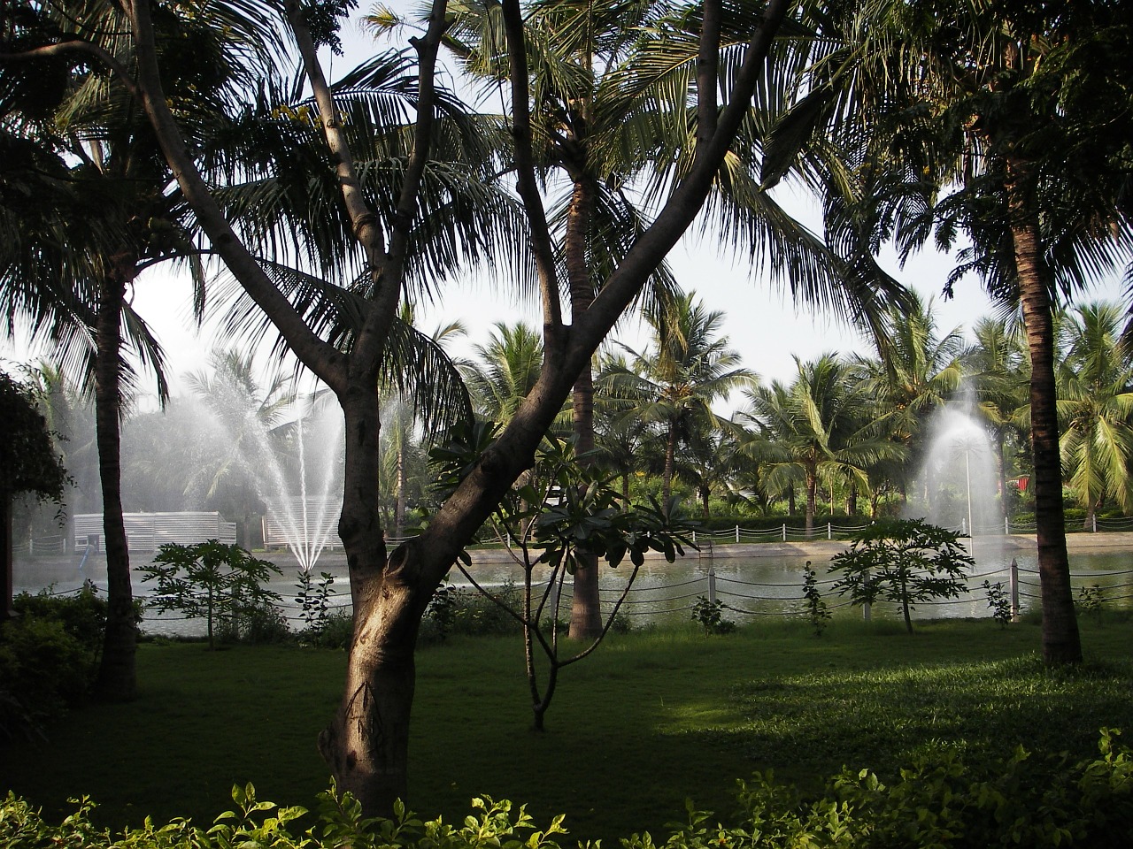 palm trees fountain fountains free photo