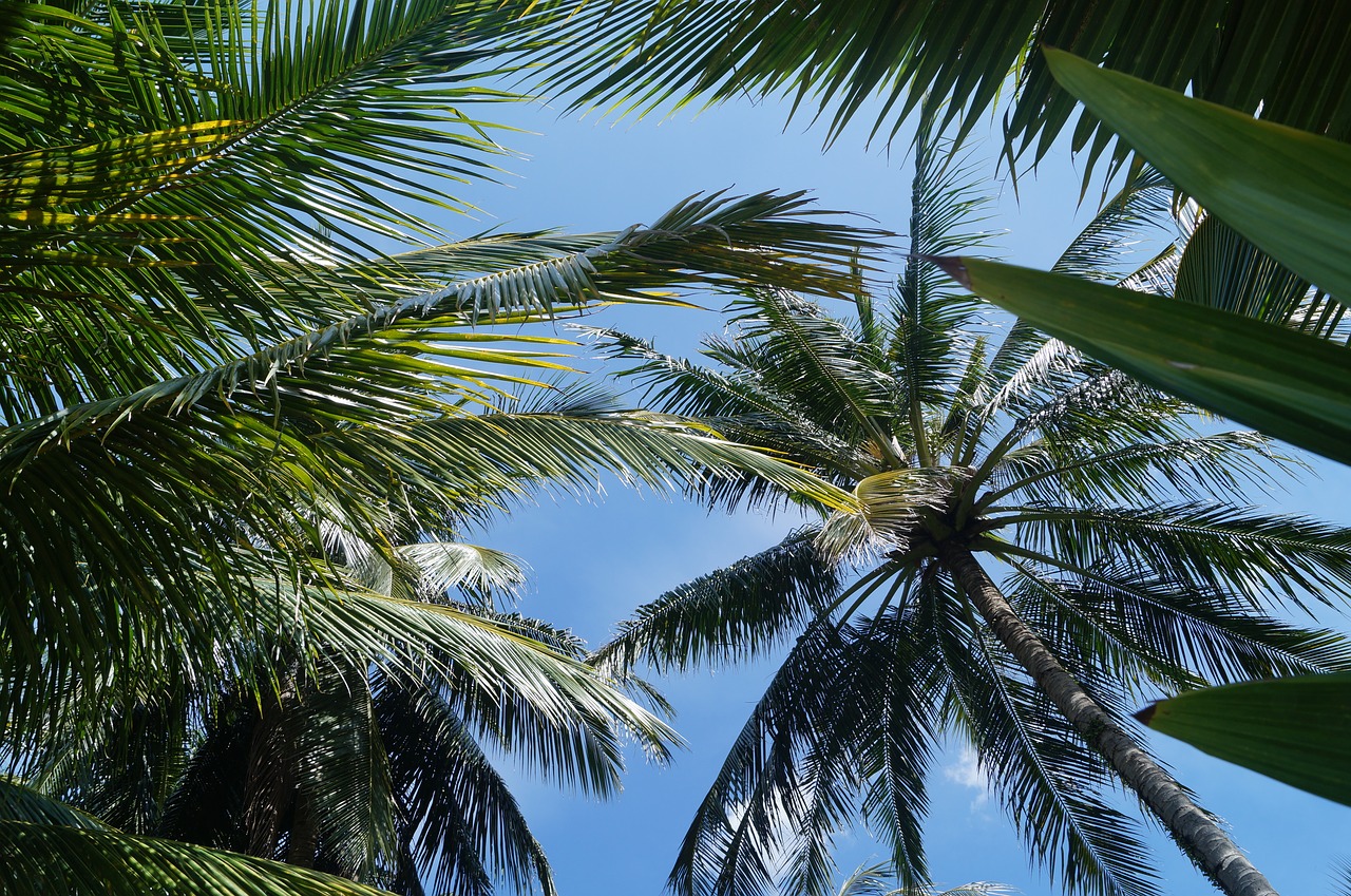 palm trees sky summer free photo