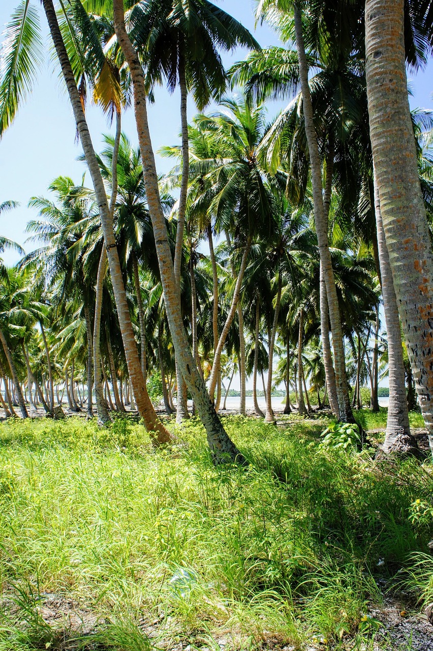 palm trees blue sky sky free photo