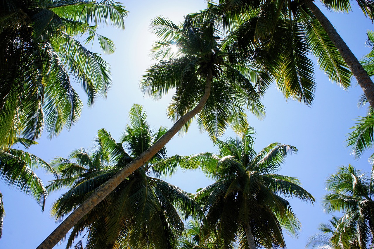 palm trees blue sky sky free photo