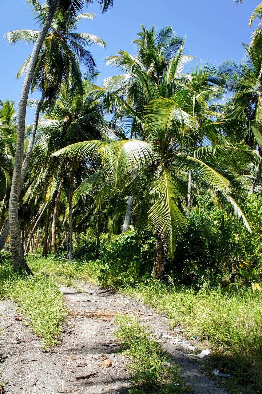 palm trees blue sky sky free photo