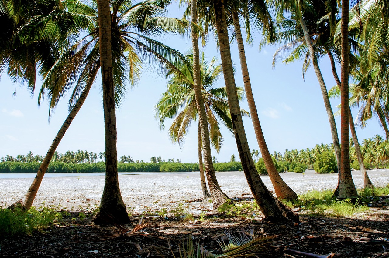 palm trees blue sky sky free photo