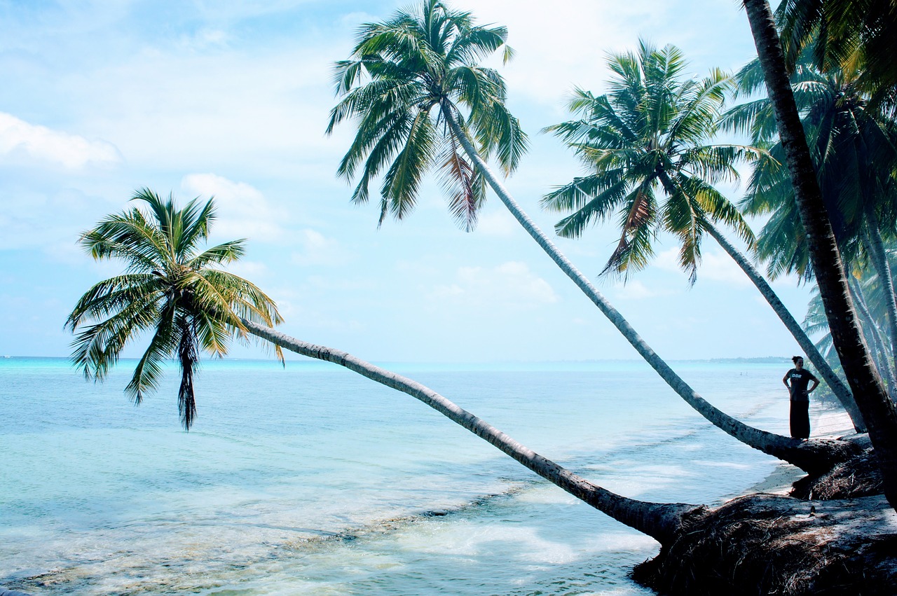 palm trees blue sky sky free photo