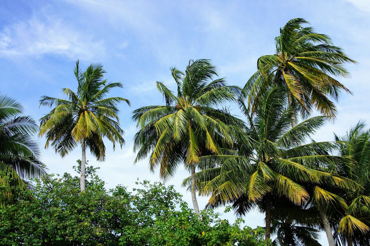 palm trees blue sky sky free photo