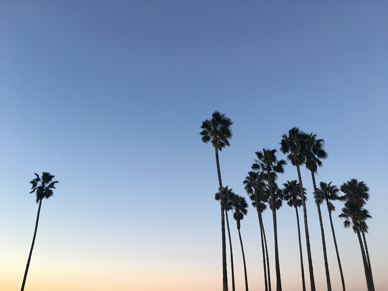 palm trees sky silhouette free photo