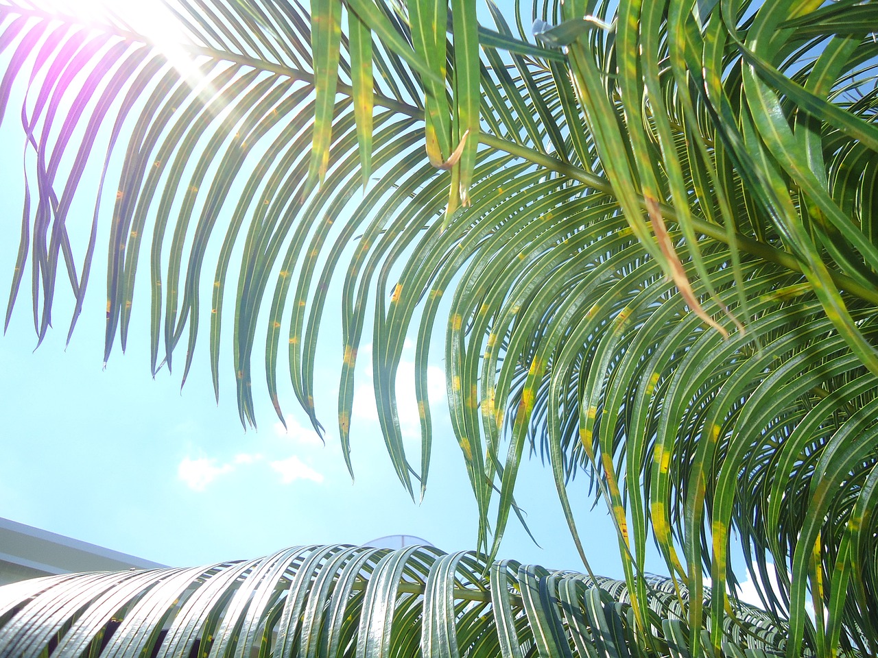 palm trees brazil plants free photo