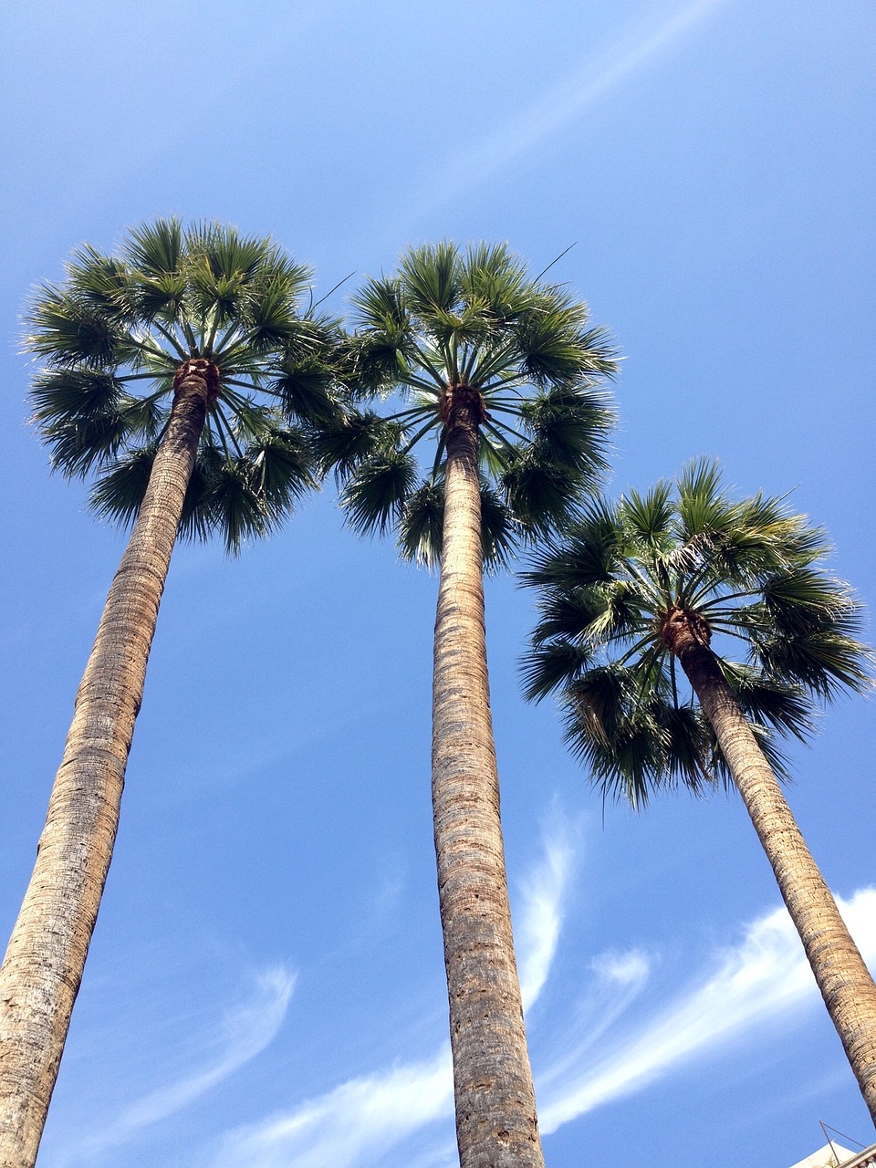 palm trees blue sky tree free photo