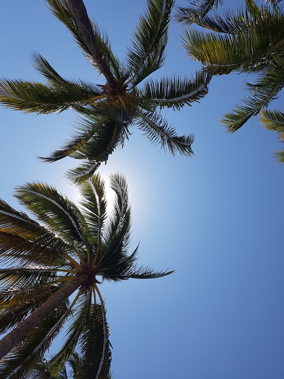 palm trees beach coconut free photo