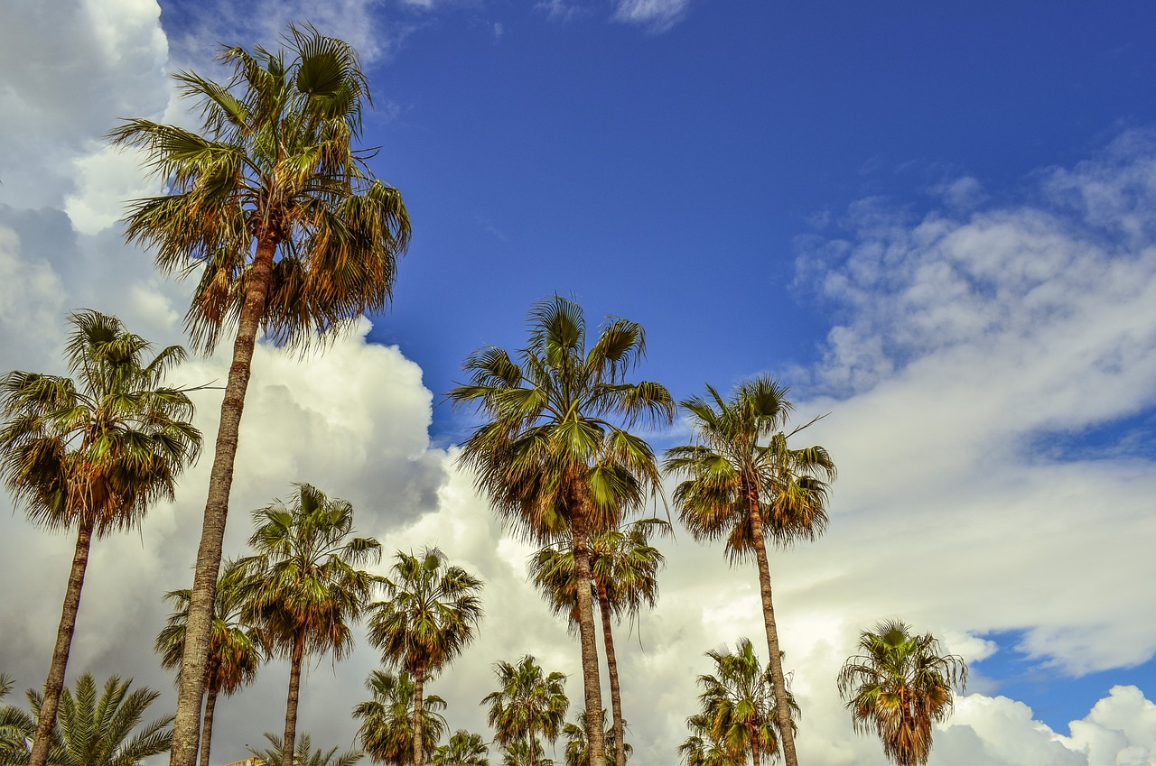 palm trees sky clouds free photo