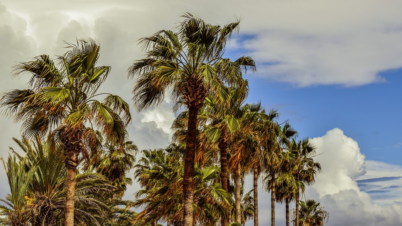 palm trees sky clouds free photo