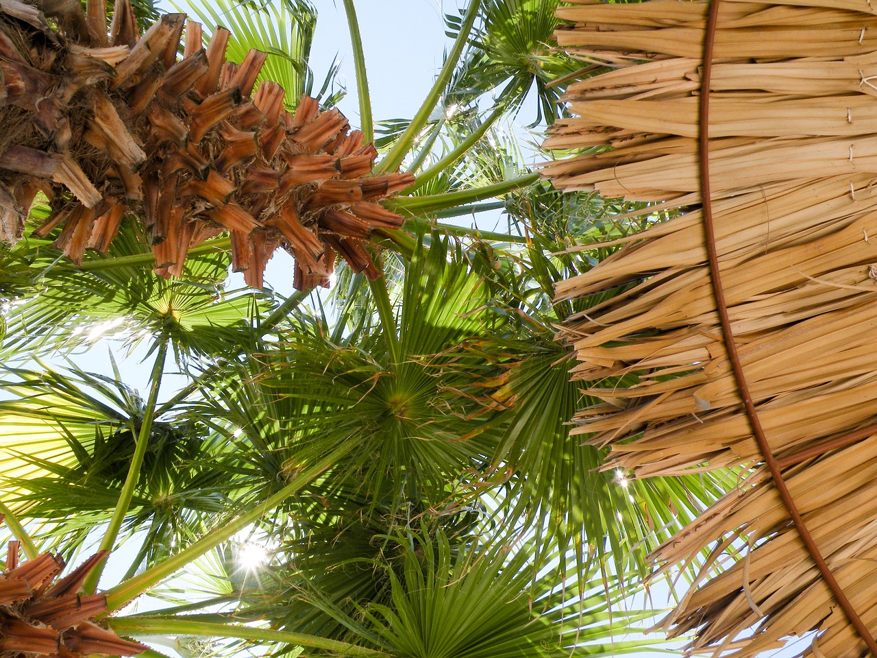 palm trees palm leaf straw screen free photo