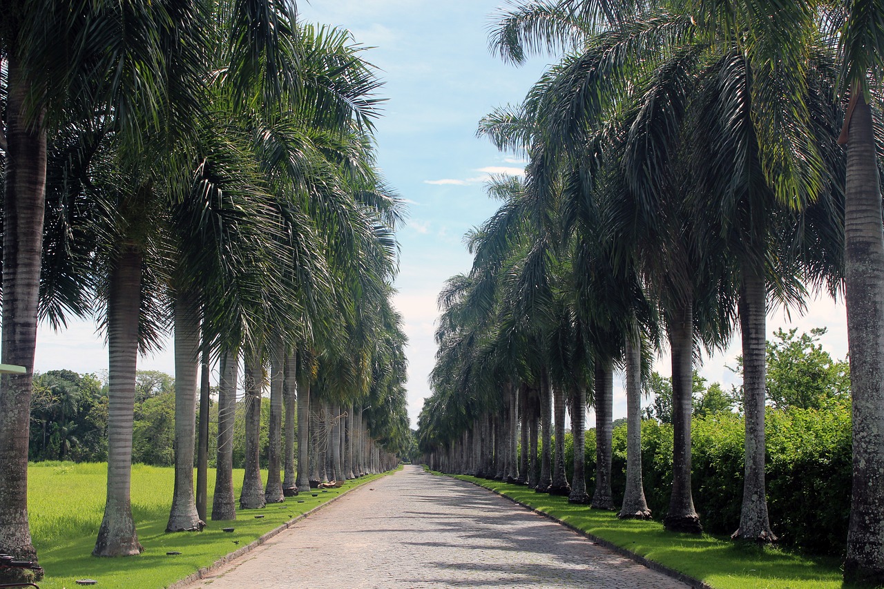 palm trees avenue road free photo