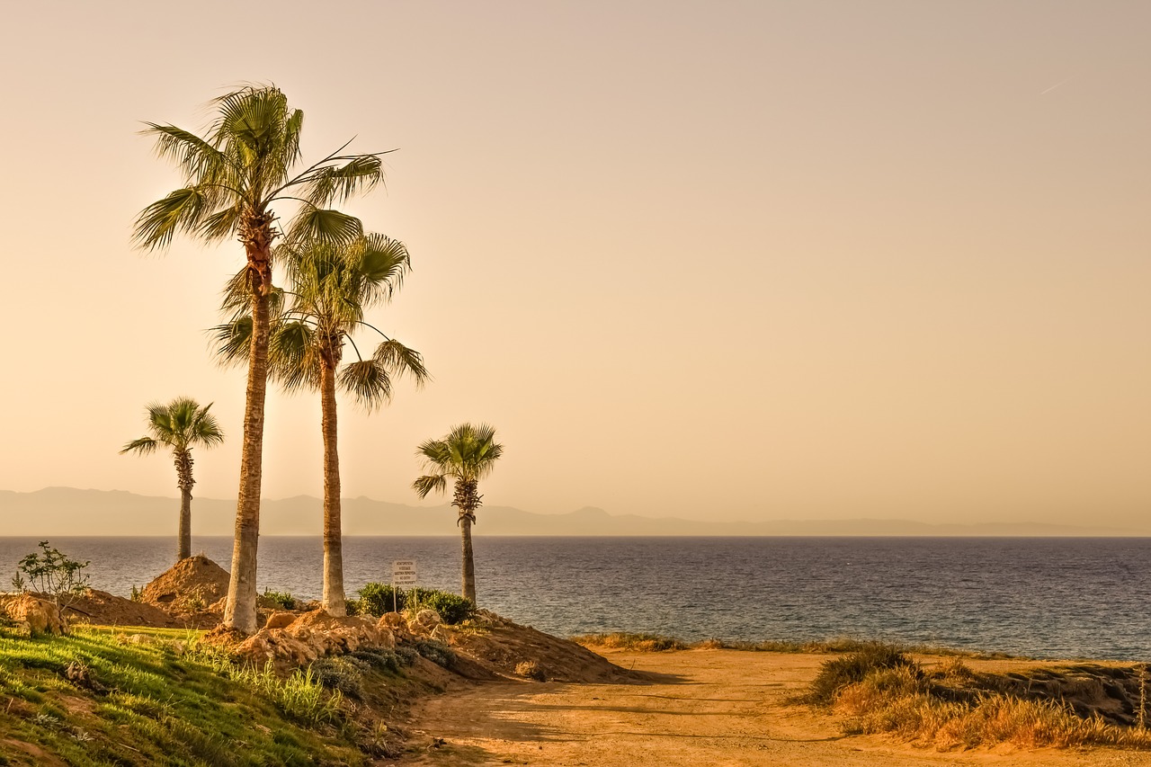 palm trees sea horizon free photo