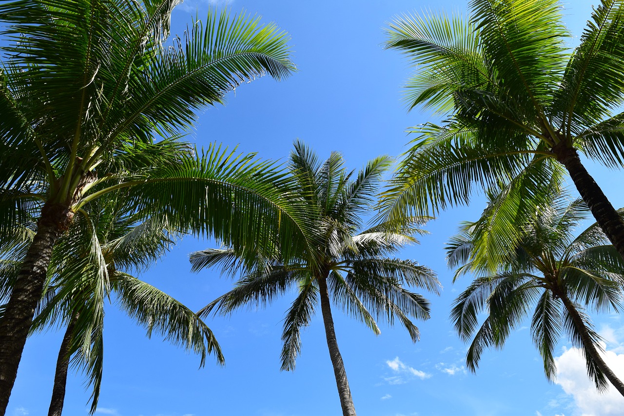 palm trees sea beach free photo