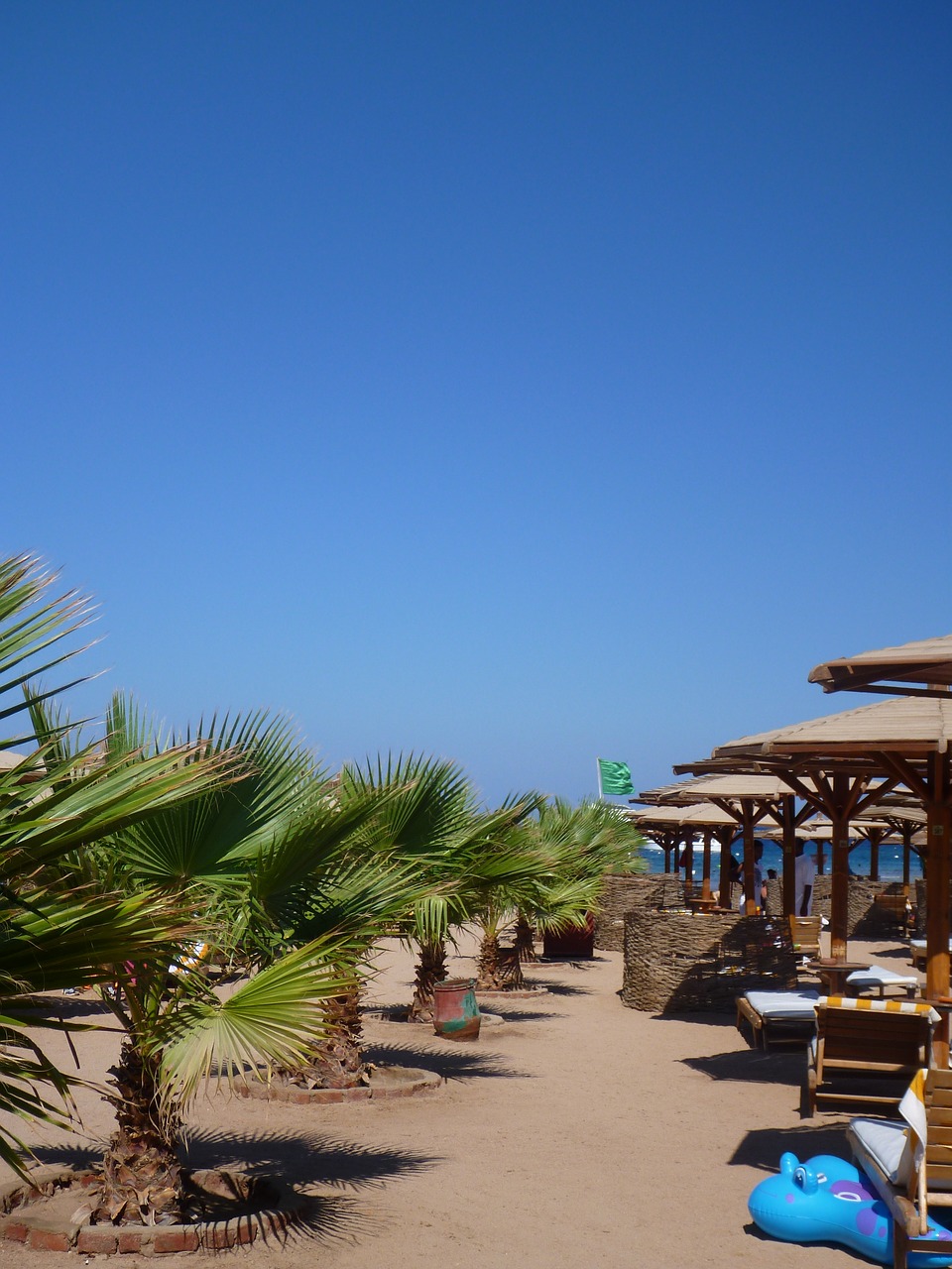 palm trees the resort blue free photo