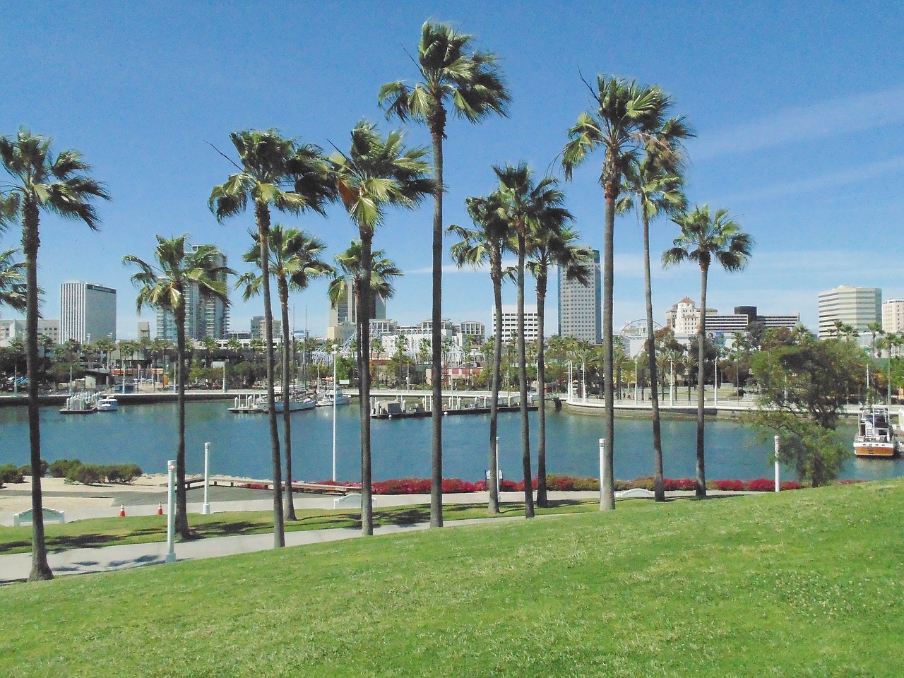 palm trees marina beach free photo