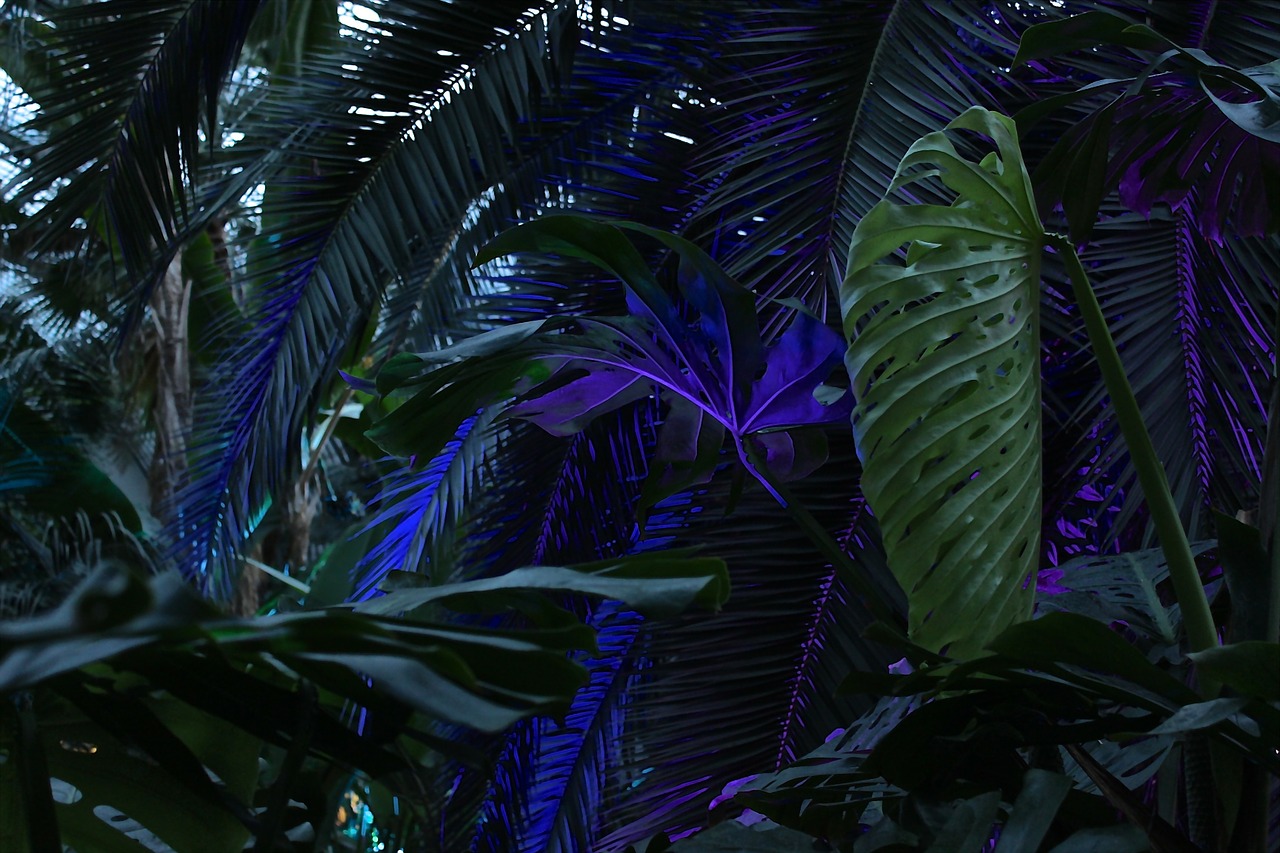palm trees winter lights palm garden free photo