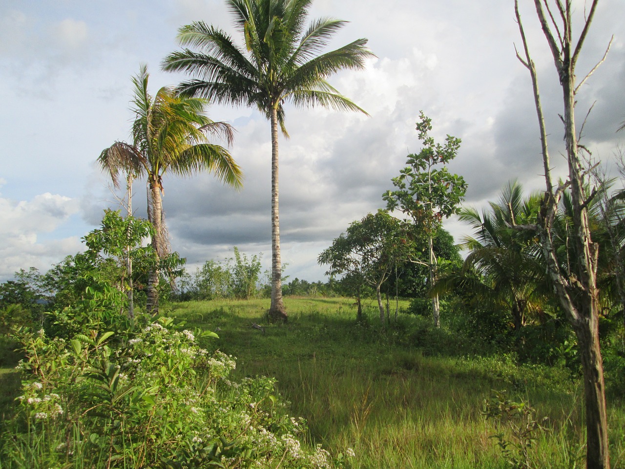 palm trees coconut palms free photo