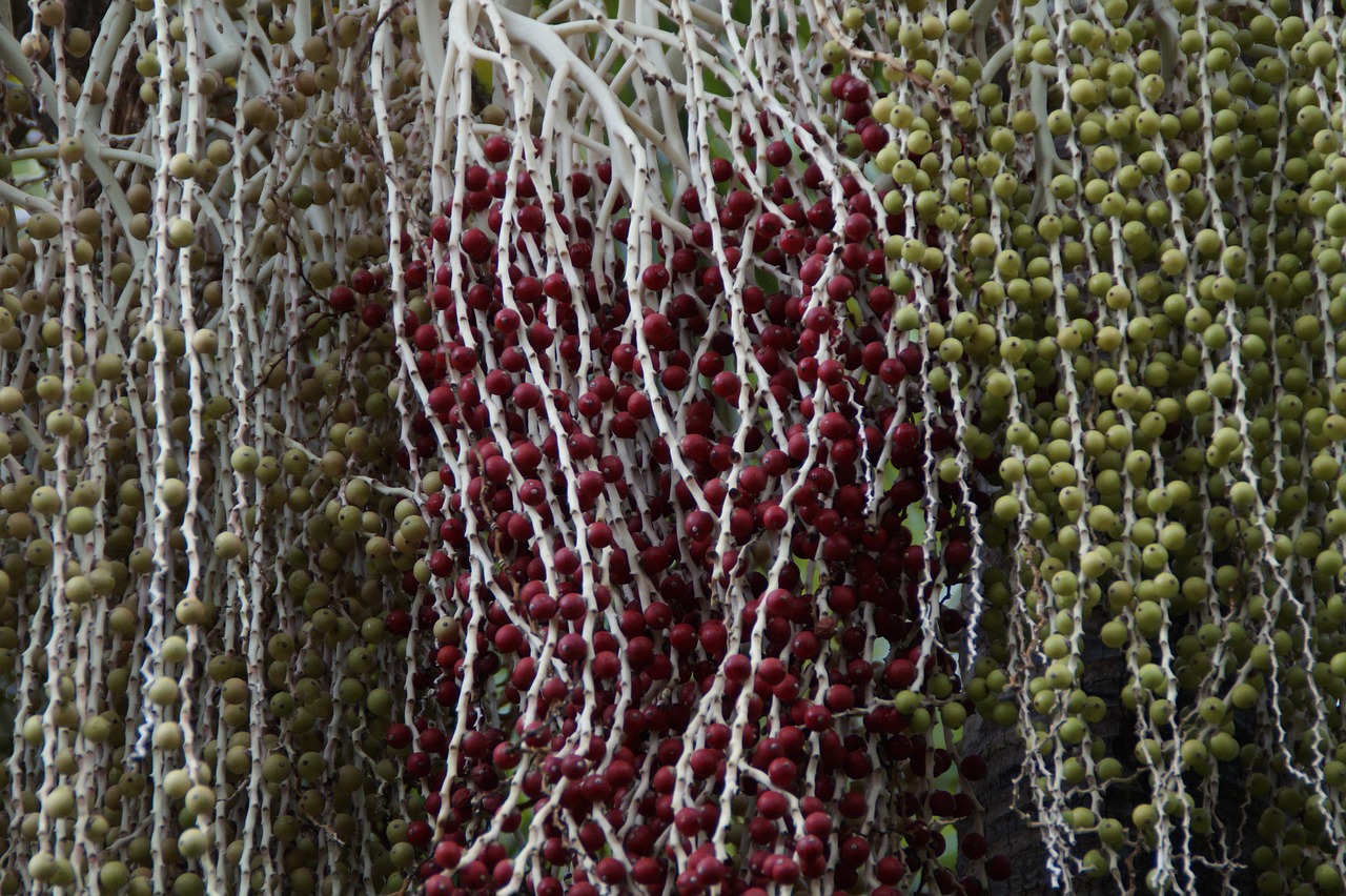 palm trees fibers seeds free photo