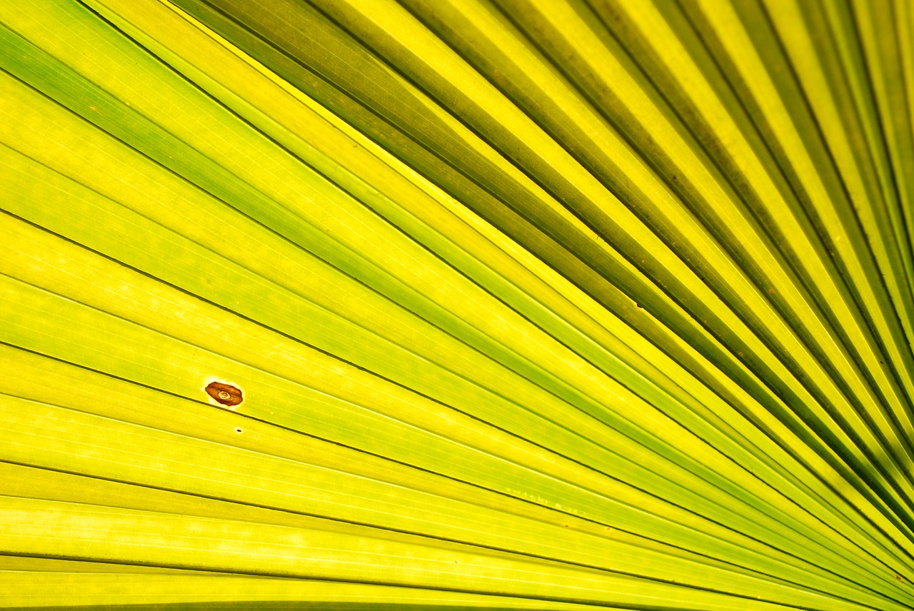 palm trees palm leaves palm free photo