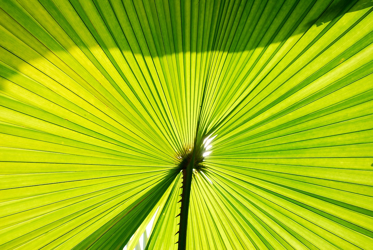 palm trees palm leaves palm free photo
