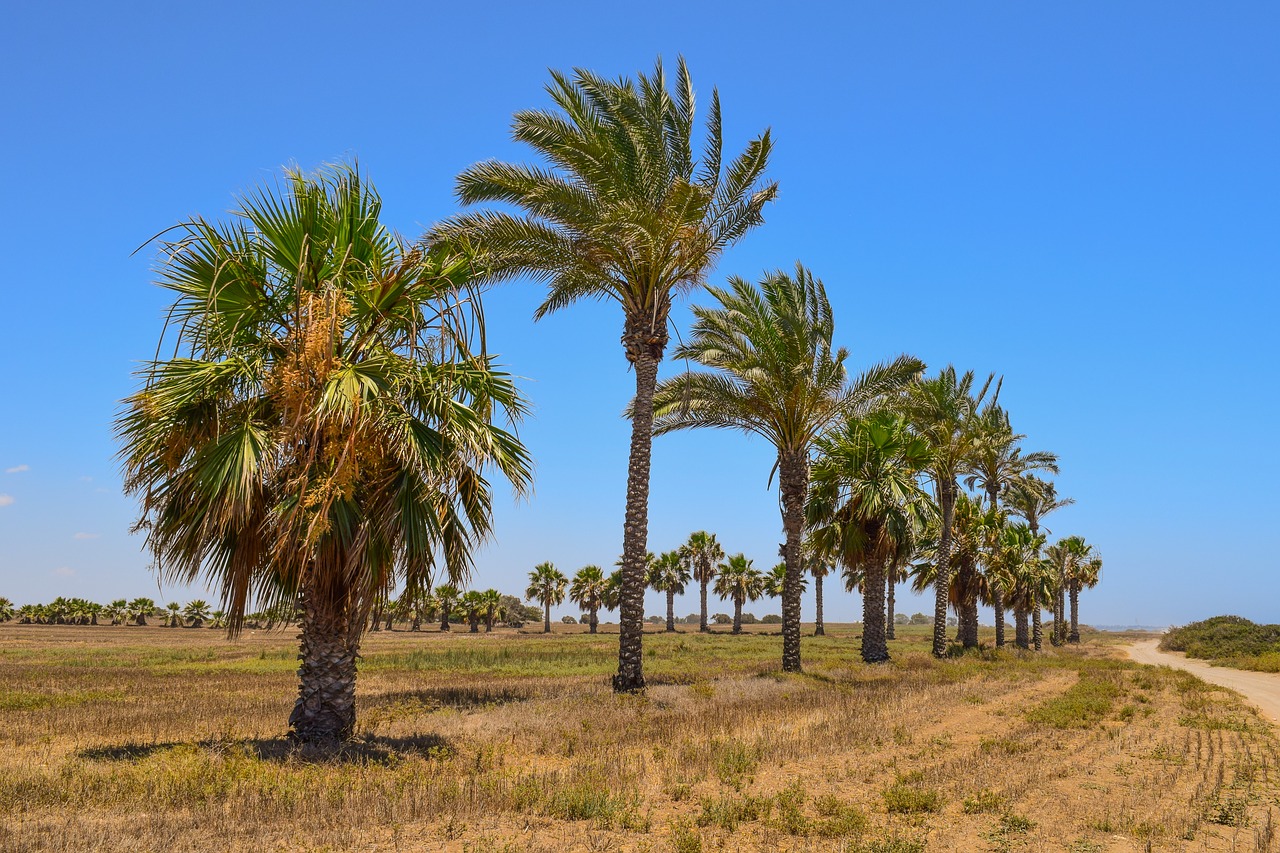 palm trees landscape summer free photo