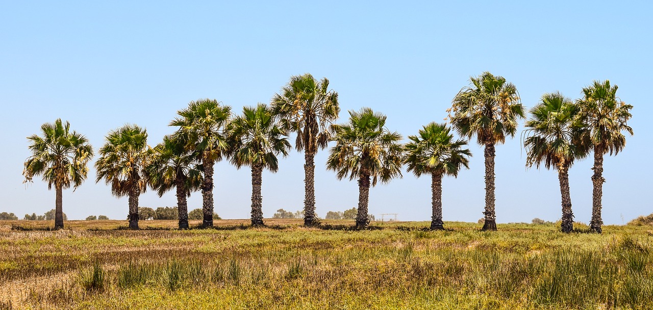 palm trees landscape summer free photo