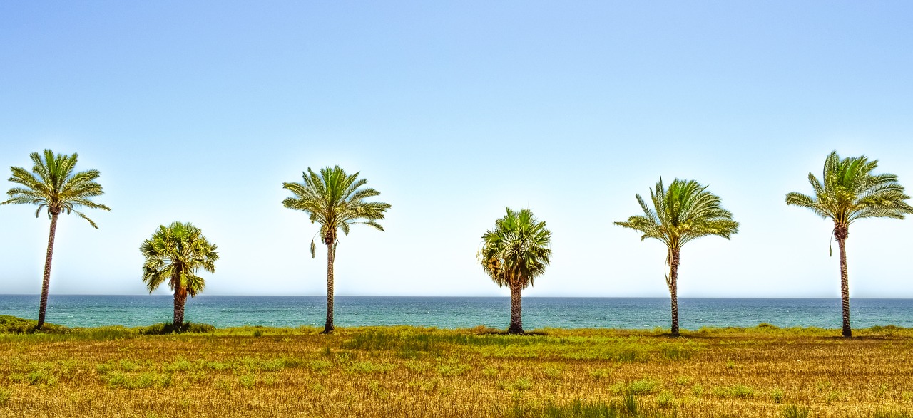 palm trees landscape sea free photo
