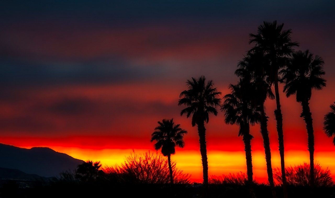 palm trees silhouettes sky free photo